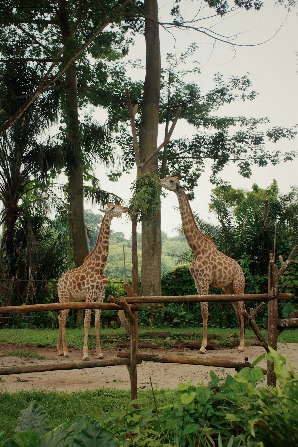 two giraffes grazing on tree leaves