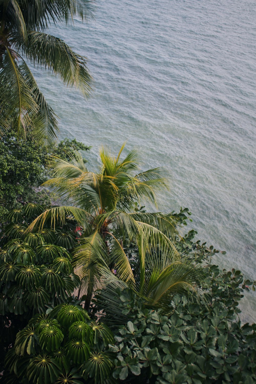 coconut tree