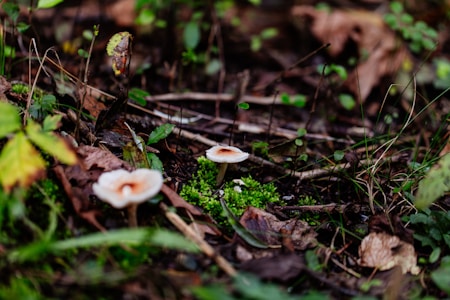 A forest floor with small mushrooms surrounded by moss, fallen leaves, and twigs. The scene is rich with textures from the varied vegetation, showcasing a typical natural woodland environment.