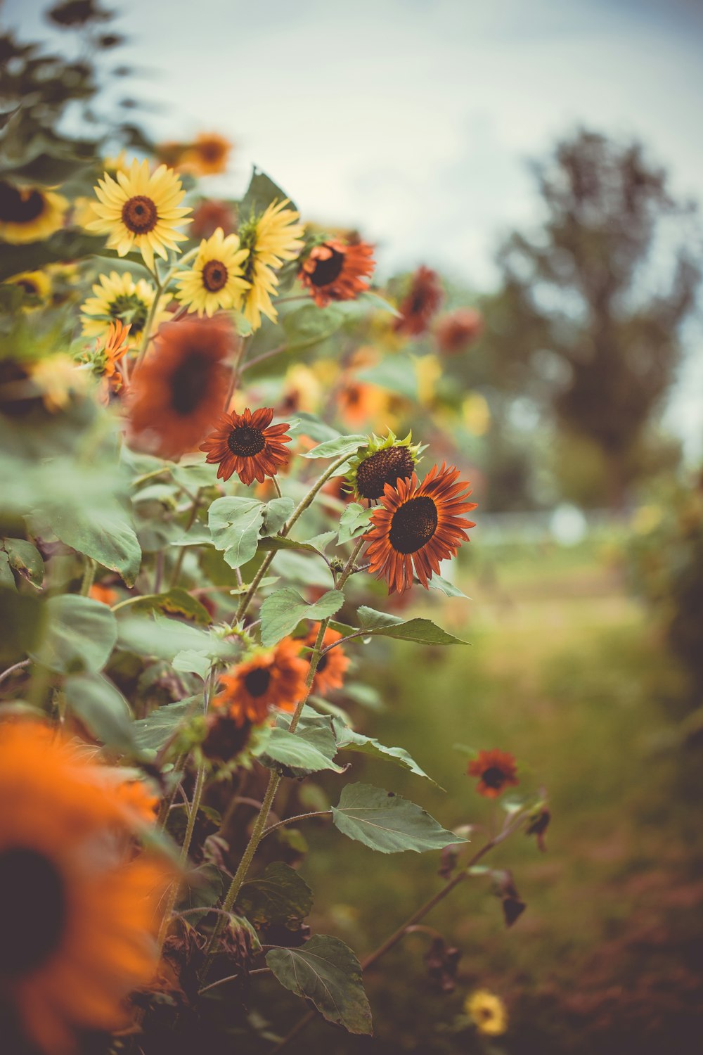 blooming yellow and orange sunflower field