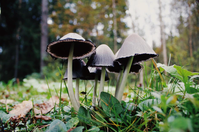 A group of mushroom enthusiasts examining various mushroom species in a lush forest near Móstoles.