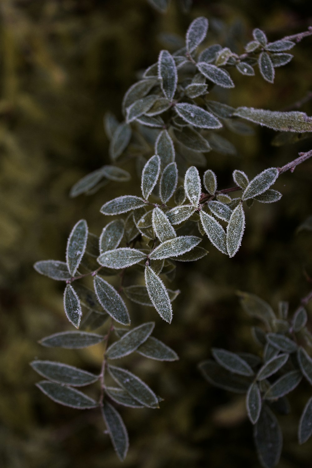 green and white leaf plant