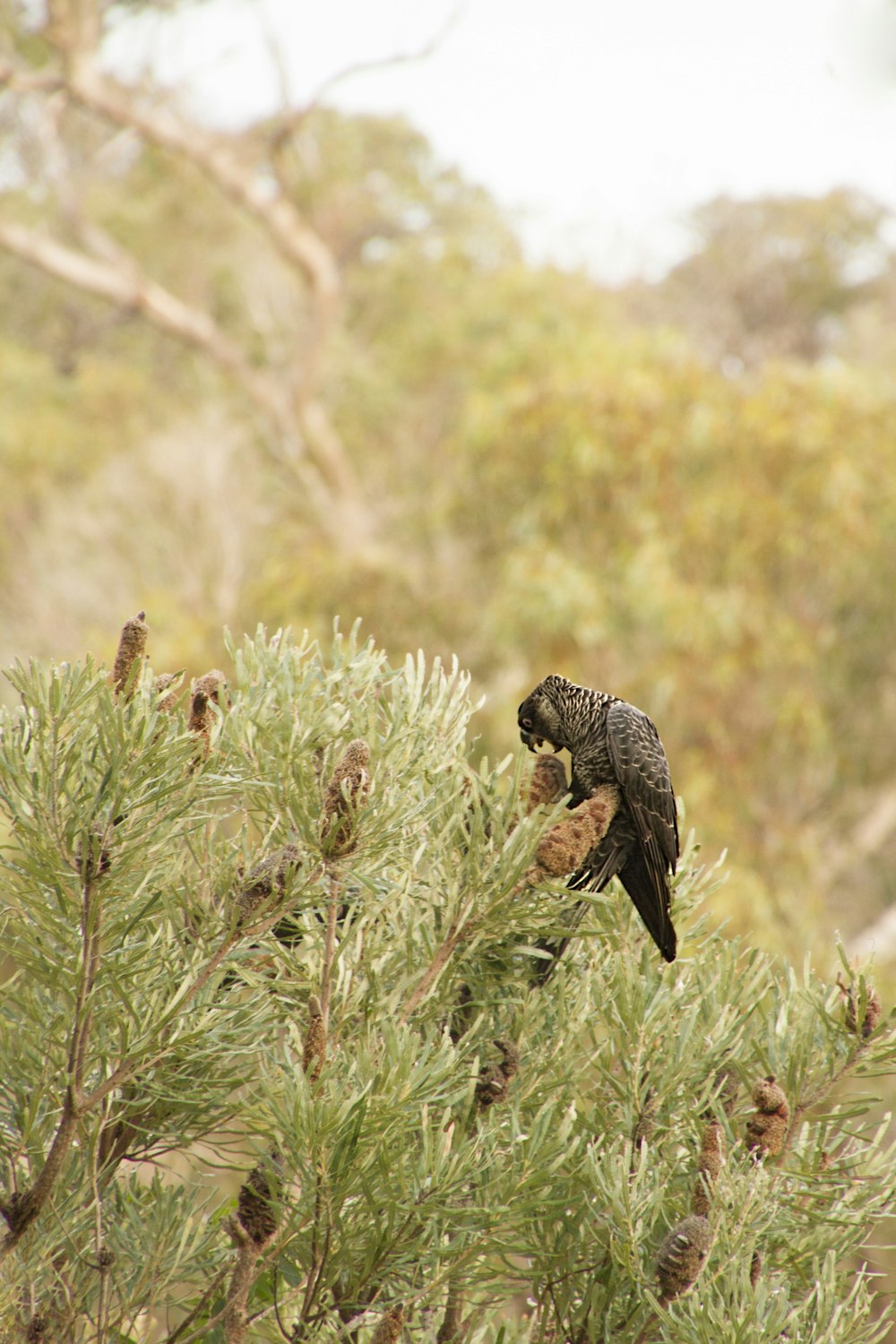 grey bird on pine tree during daytime