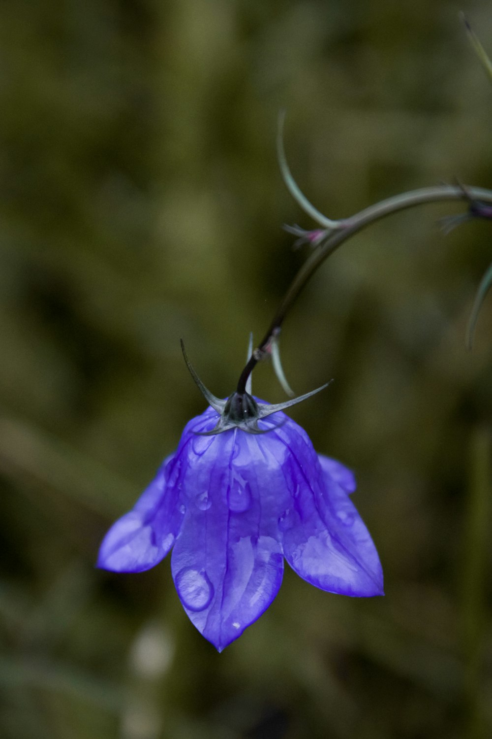 blue-petaled flower