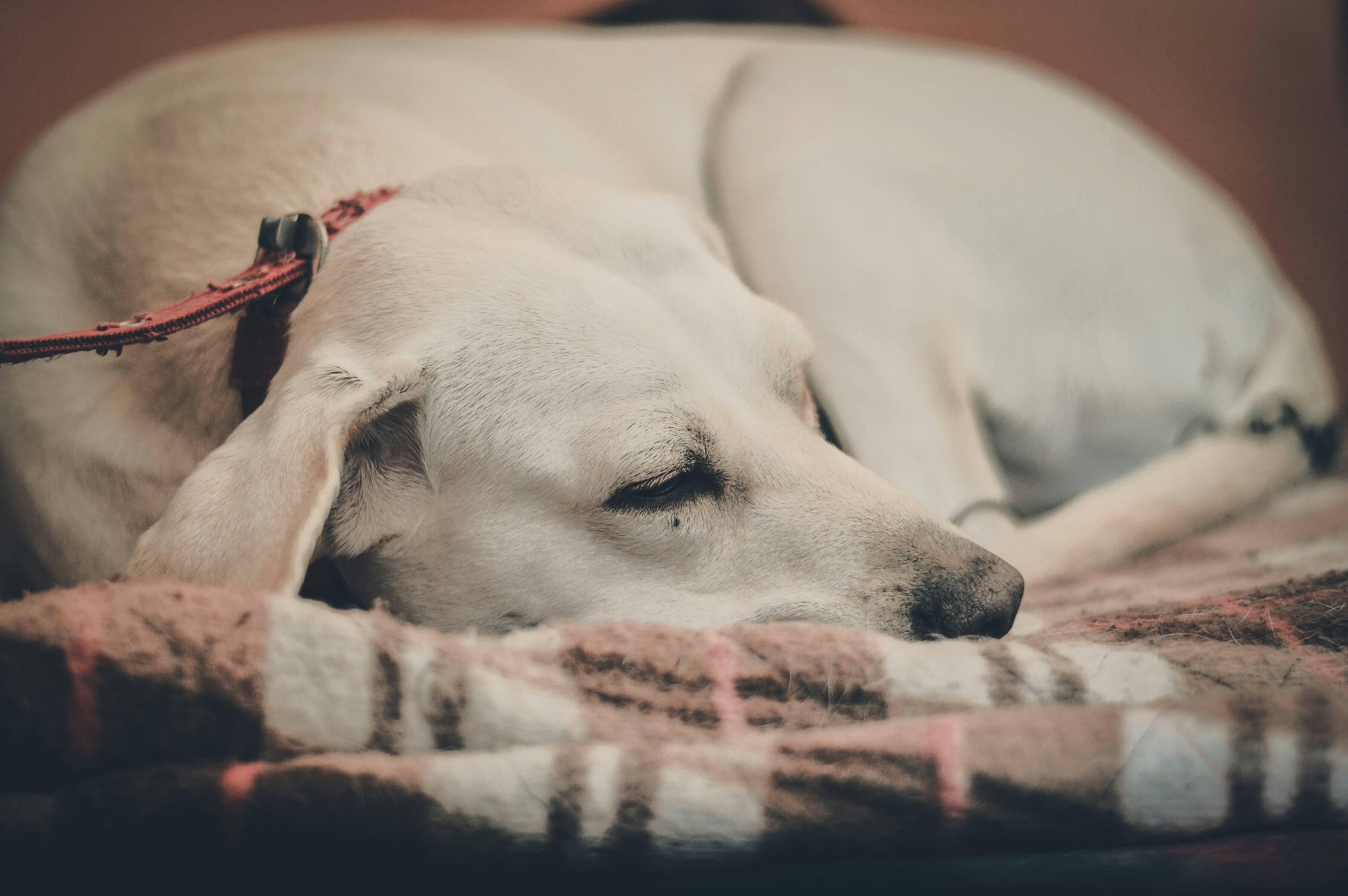 Photo by siddhanth_kashyap