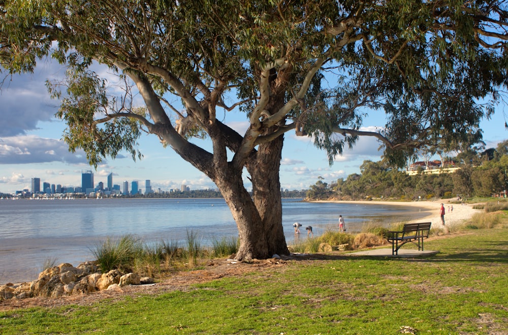 green tree near body of water during daytime