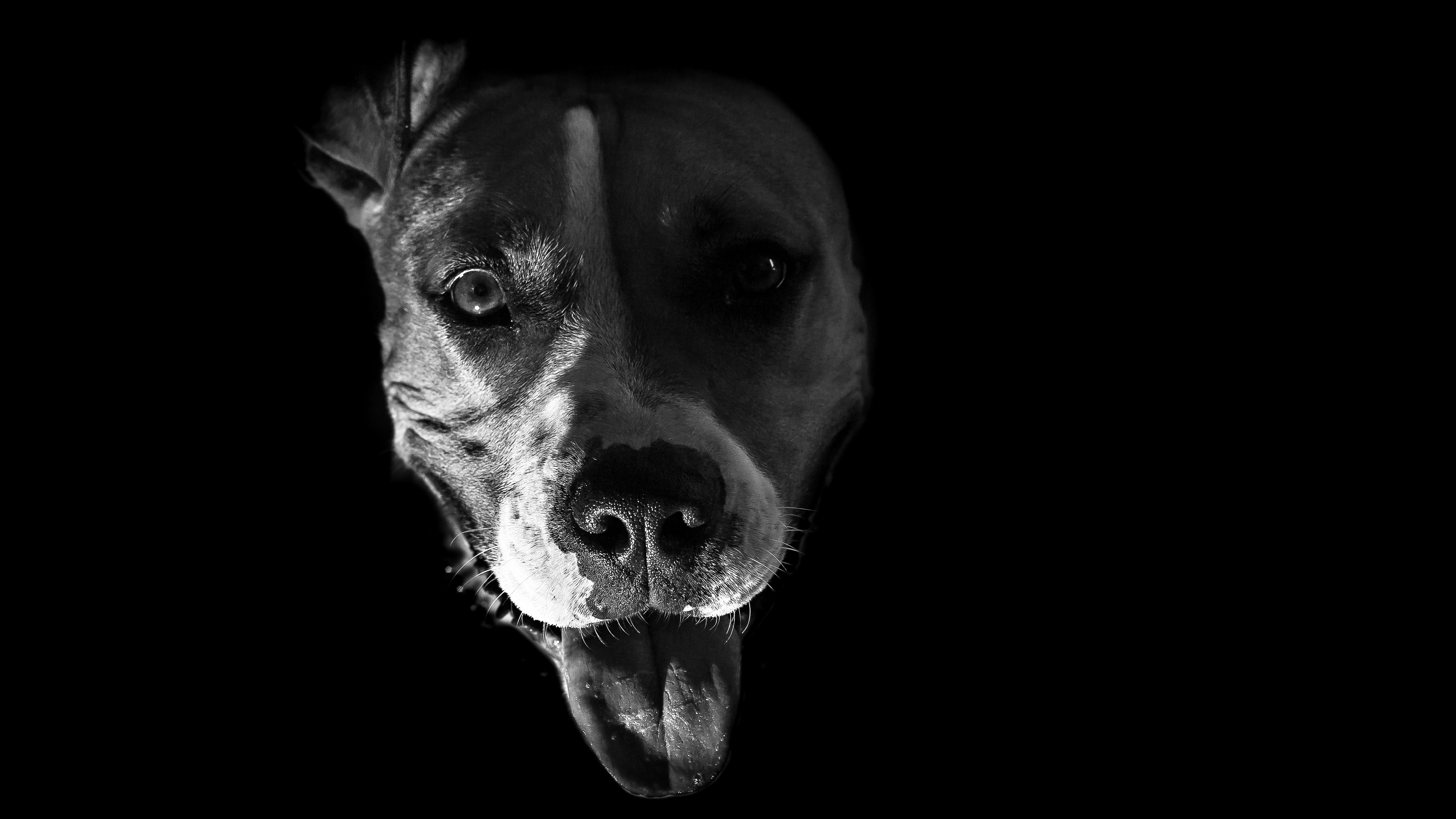 Karanlık ve puslu bir rüya atmosferinde, agresif bir köpek saldırısını ve bilinçaltındaki korkuları simgeleyen dramatik ve psikolojik illüstrasyon.