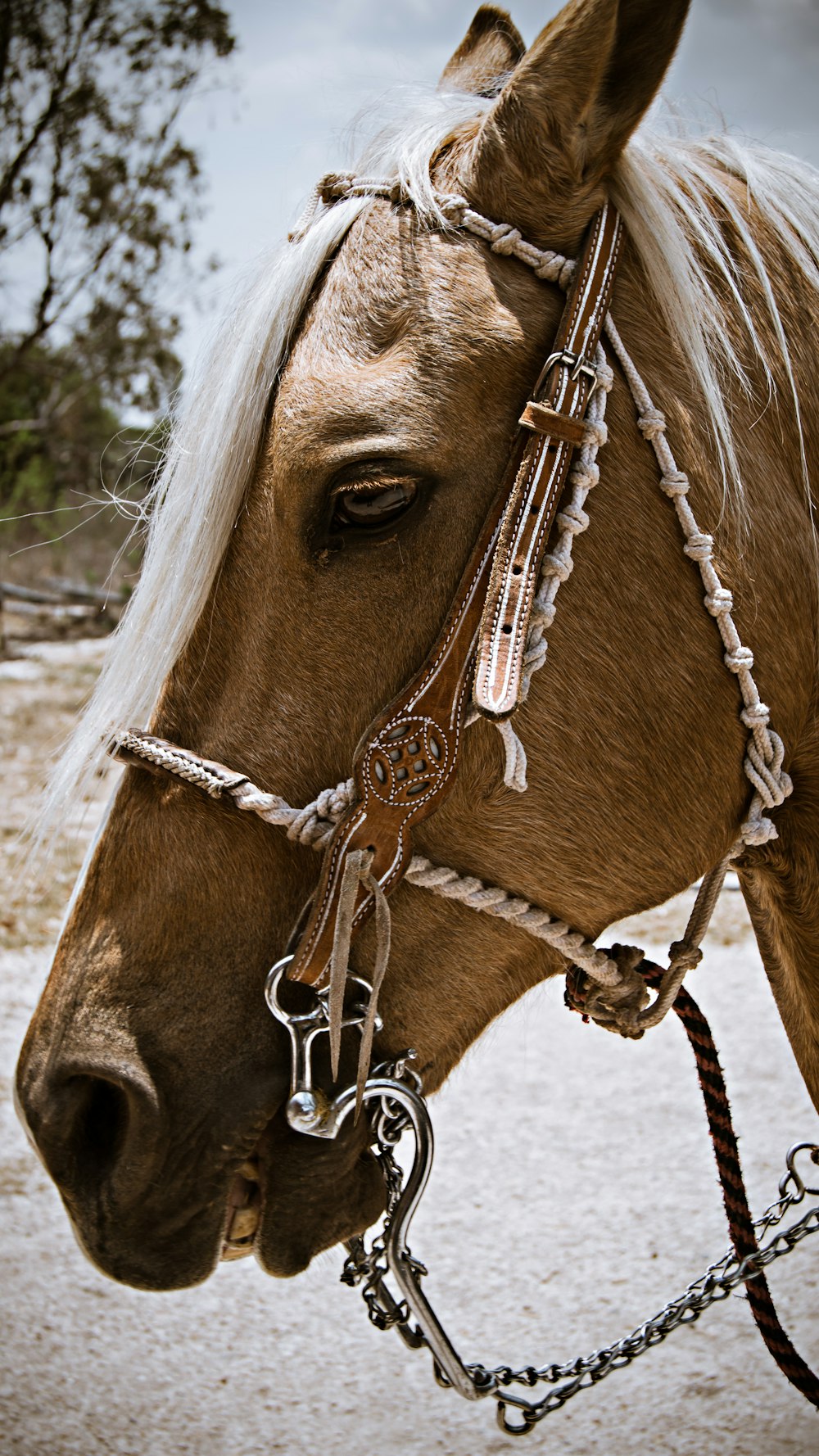 brown horse