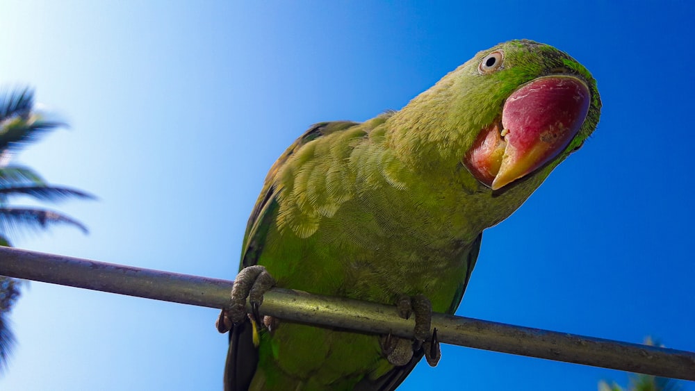 green parrot