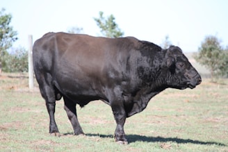 A proud bull standing in a lush green pasture under a bright sky.