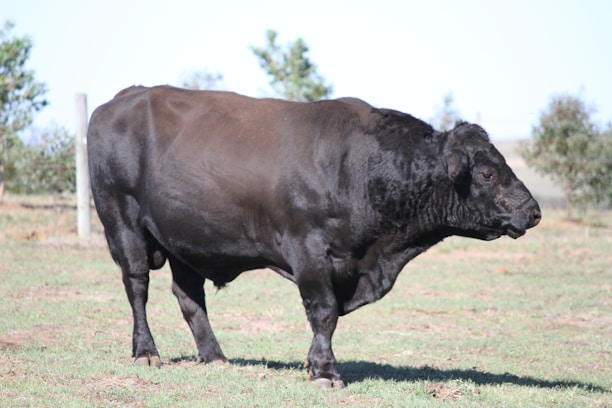 A proud bull standing in a lush green pasture under a bright sky.