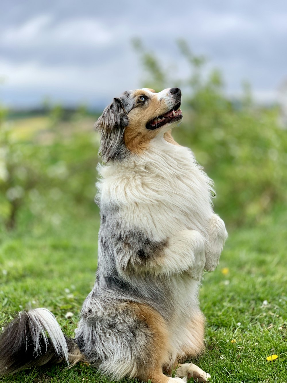 sitting long-coated white, black, and brown dog