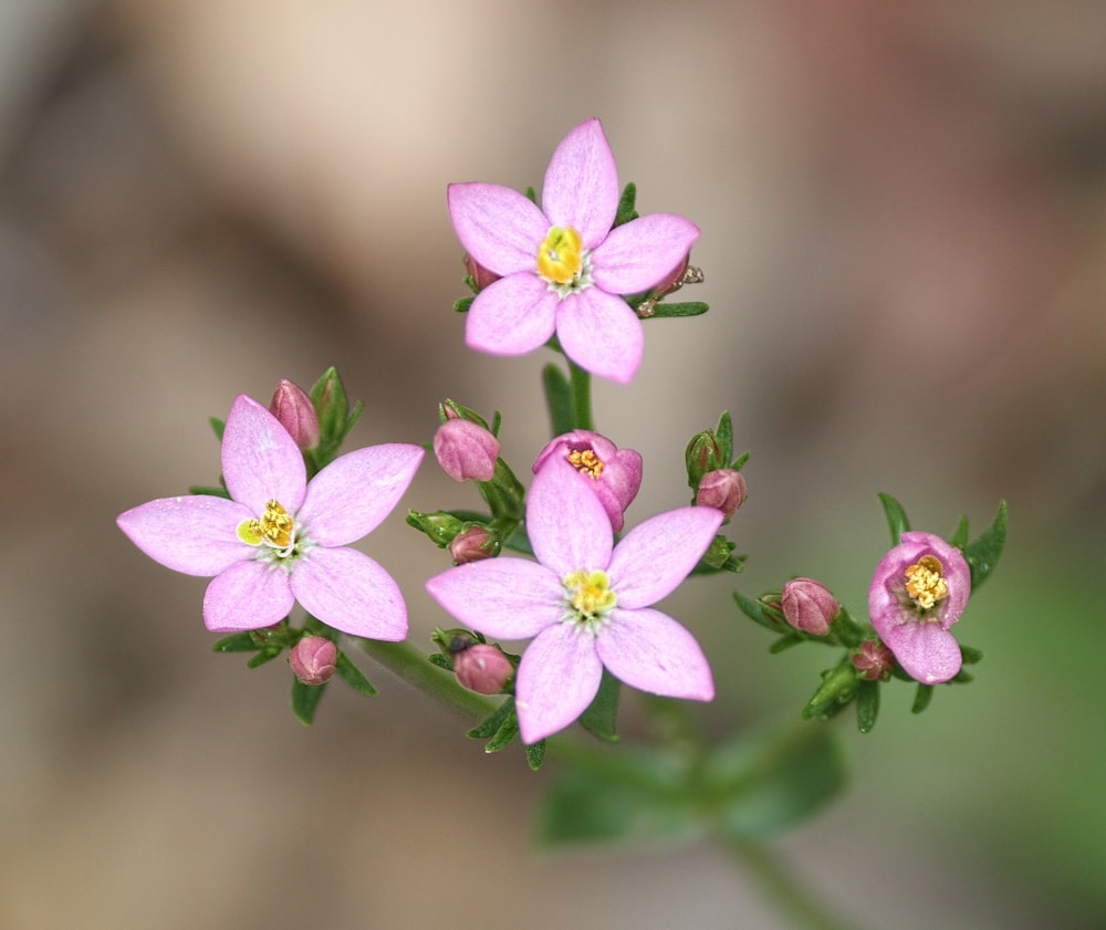 photo of purple flowers