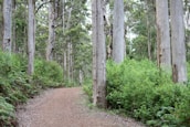 A peaceful outdoor scene with a winding path through tall trees symbolizing a journey.