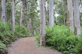 A peaceful outdoor scene with a winding path through tall trees symbolizing a journey.