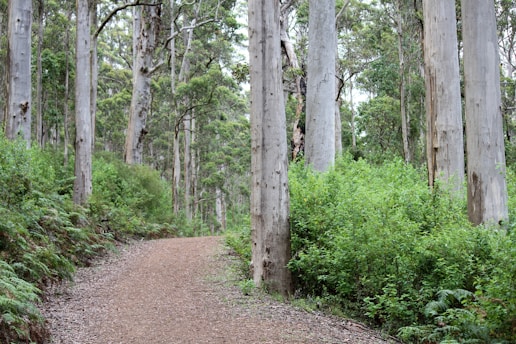 A serene forest scene symbolizing the connection between nature and leadership.