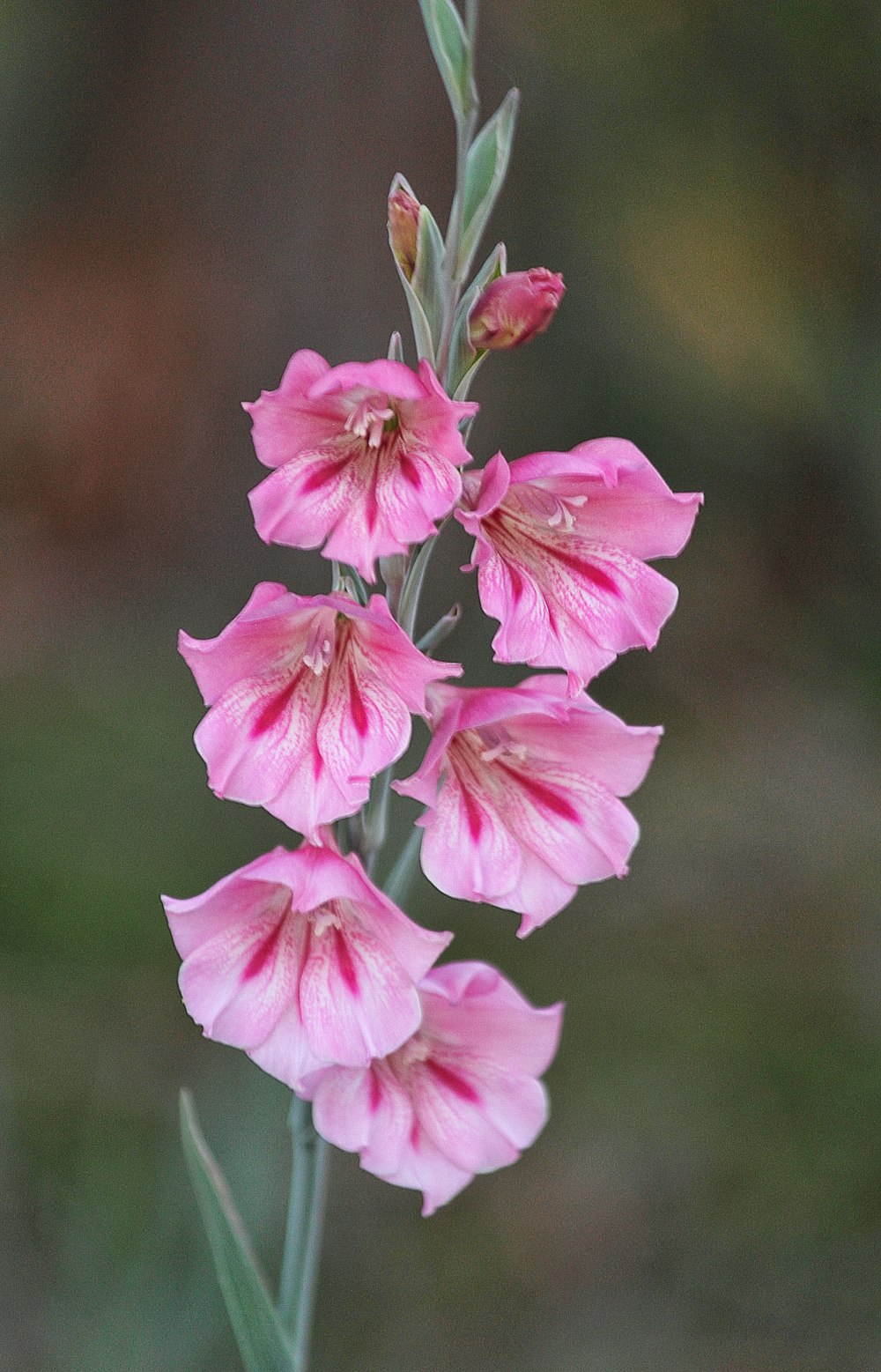 Selektives Fokusfoto von rosablättrigen Blüten