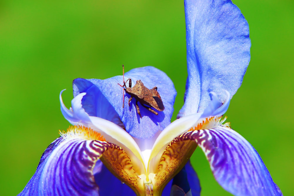 photo of blue and beige flower