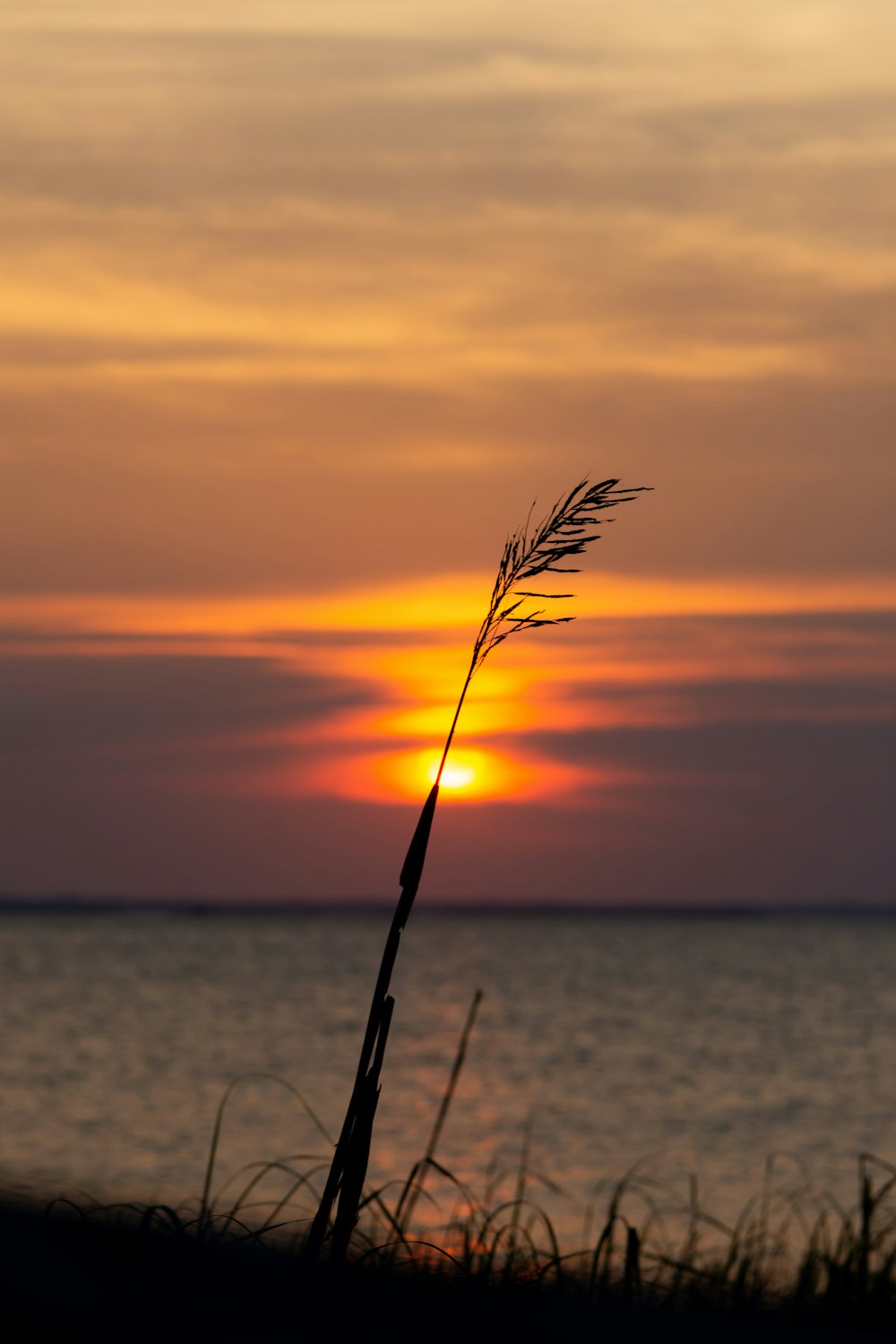 Selektives Fokusfoto von Gräsern am Meer