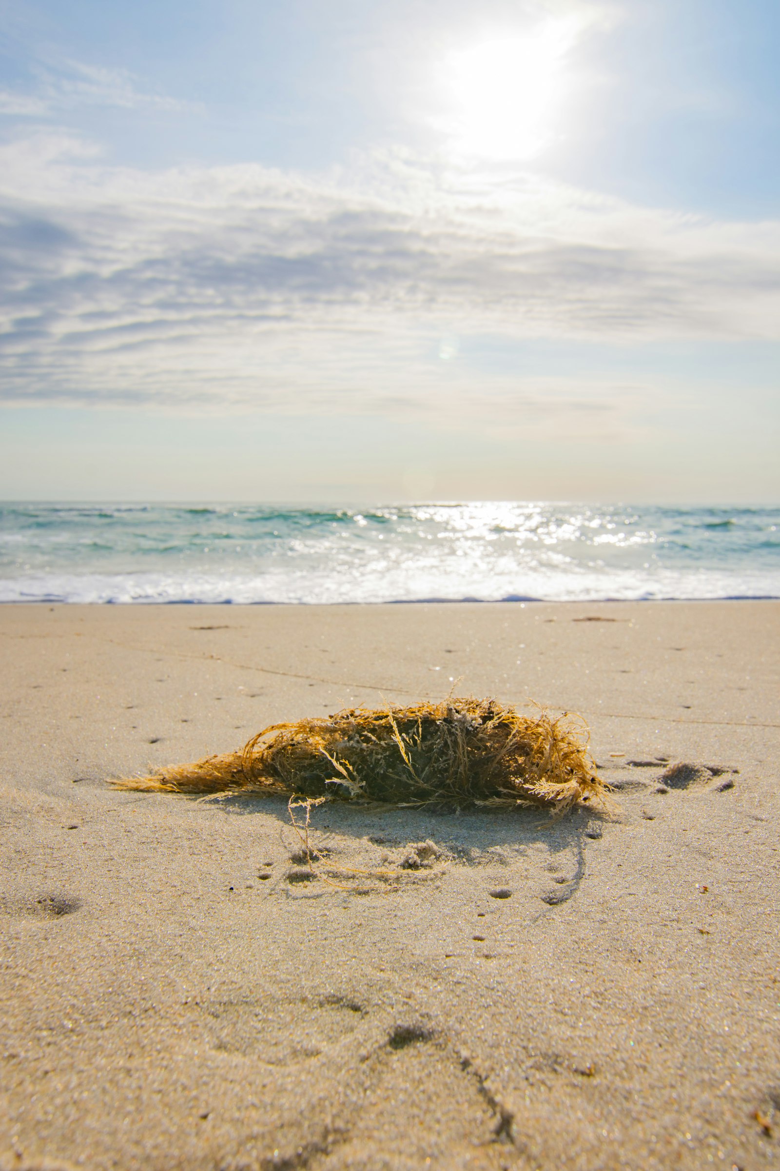 Angespültes Seegras am Ostseestrand als Rohstoff für Dämmung
