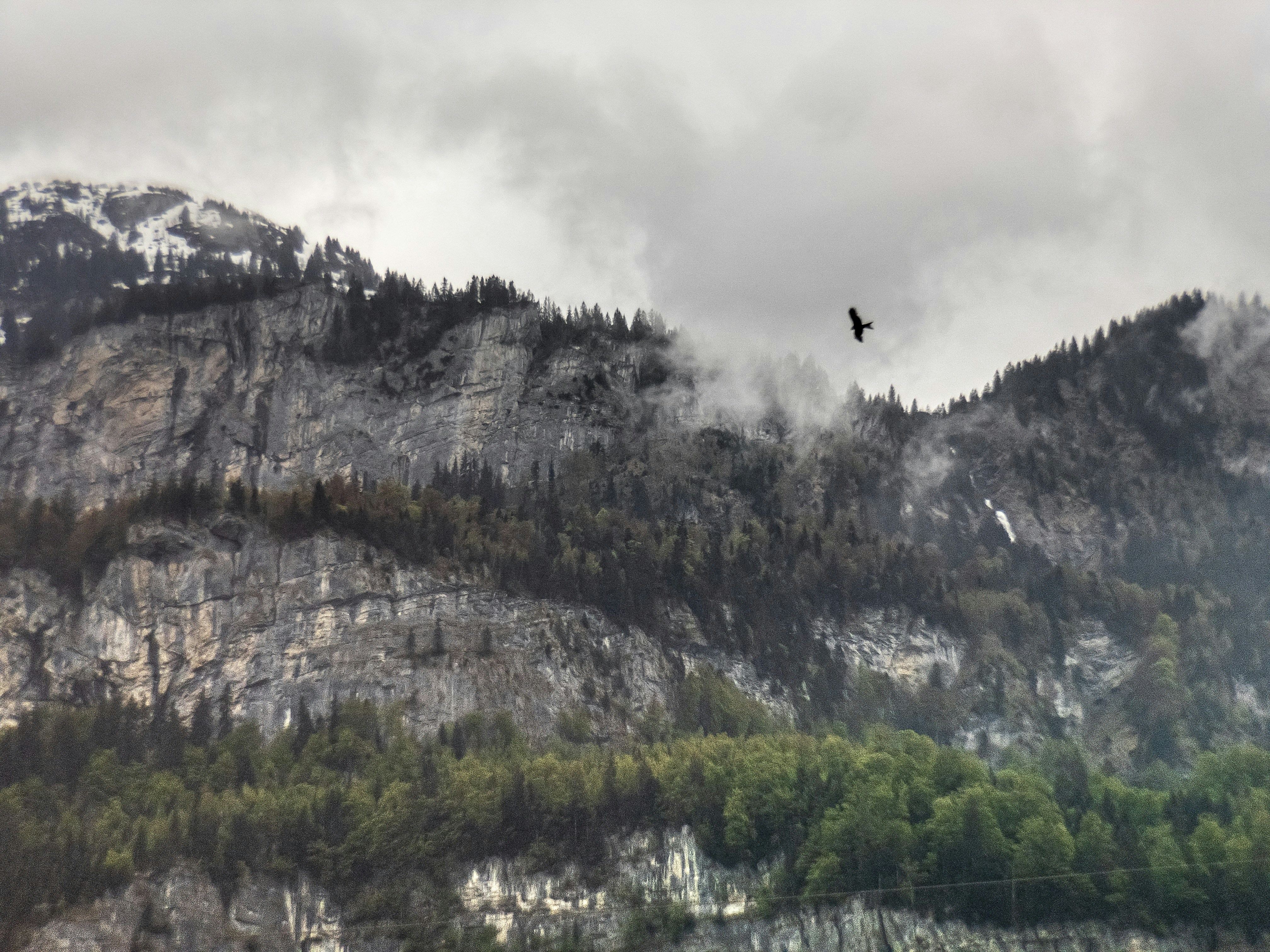oiseau volant près d’une formation rocheuse