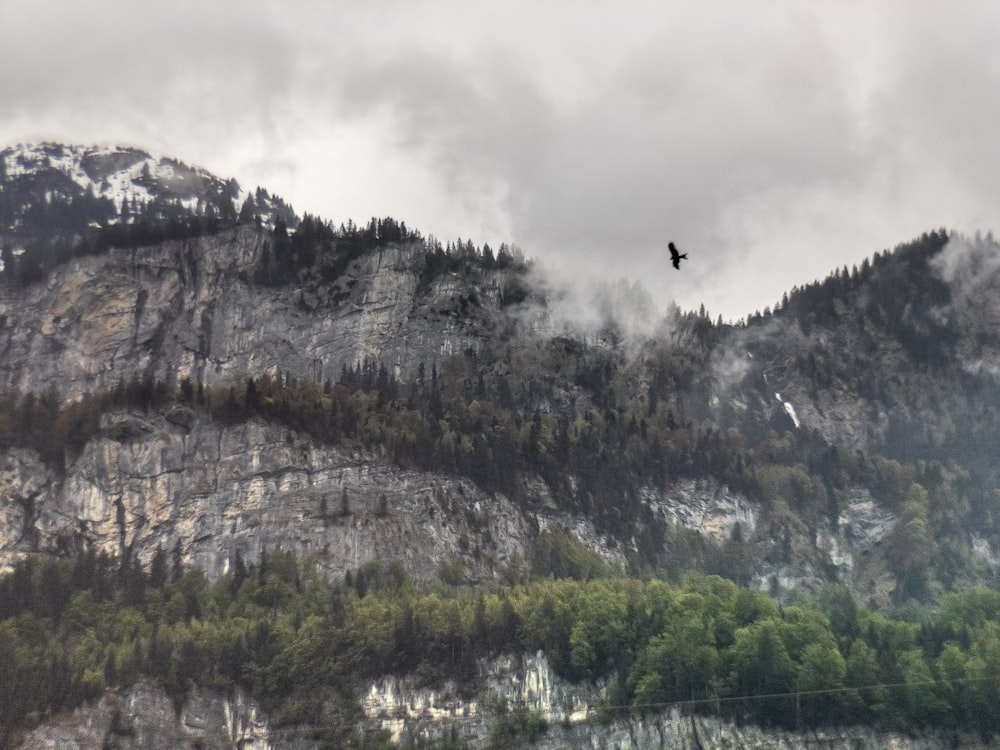bird flying near rock formation