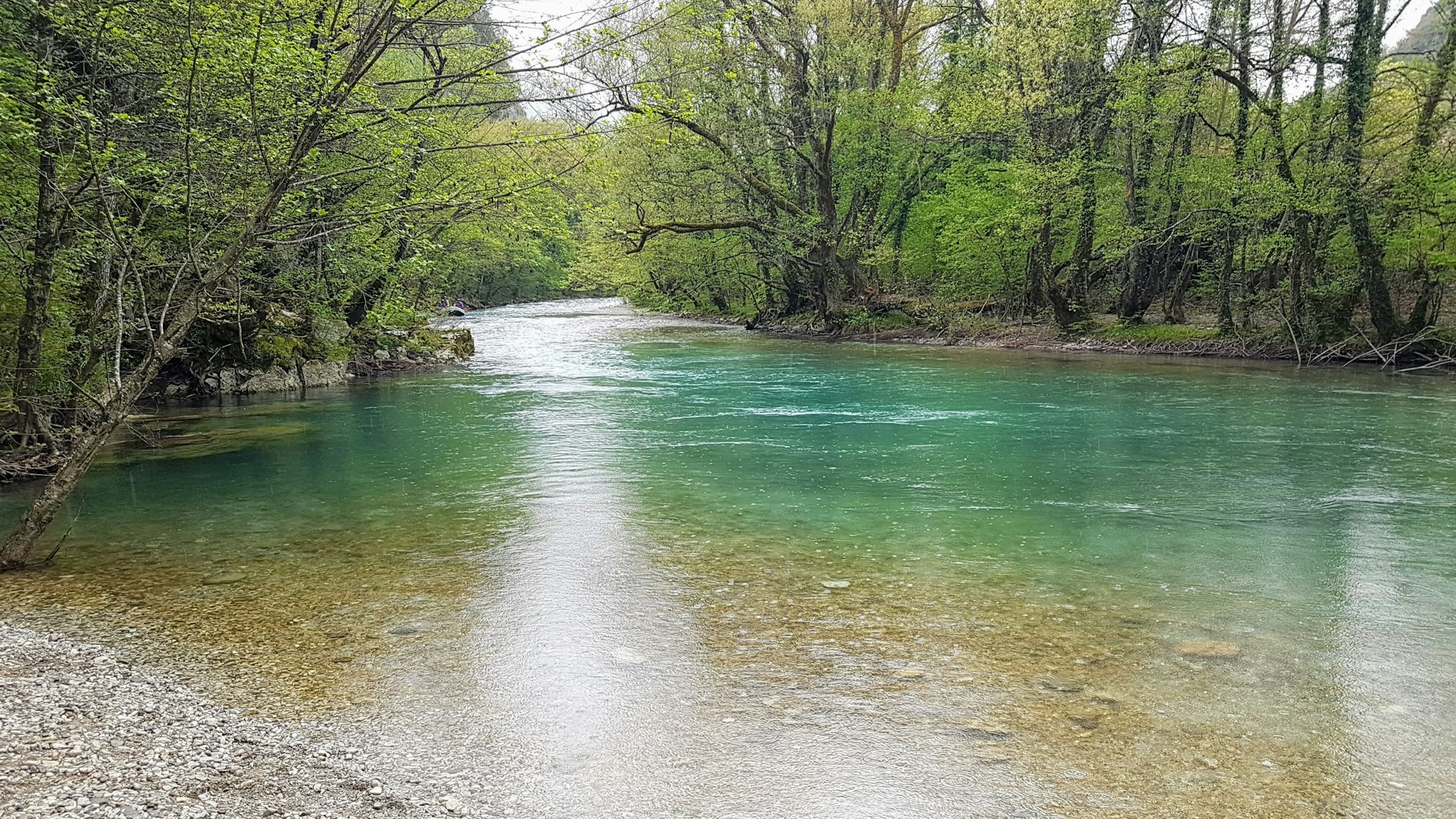 a river running through a lush green forest