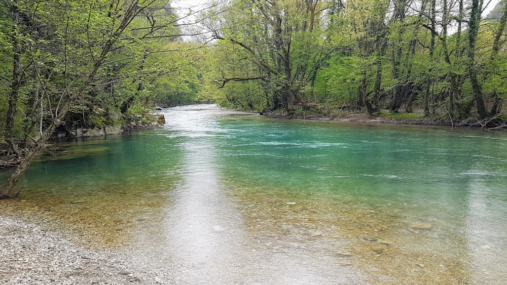 a river running through a lush green forest