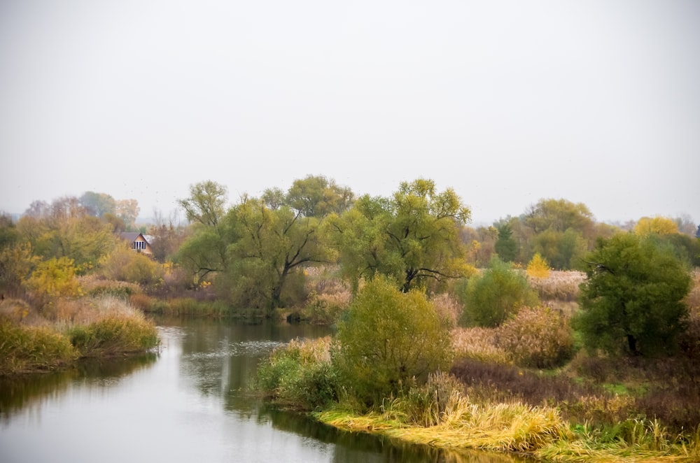 ein Gewässer, umgeben von Bäumen und Gras