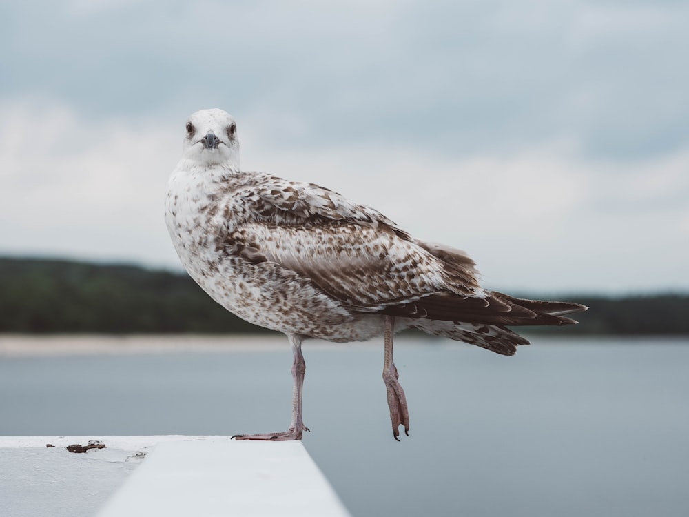 selective focus photography of brown and white bird