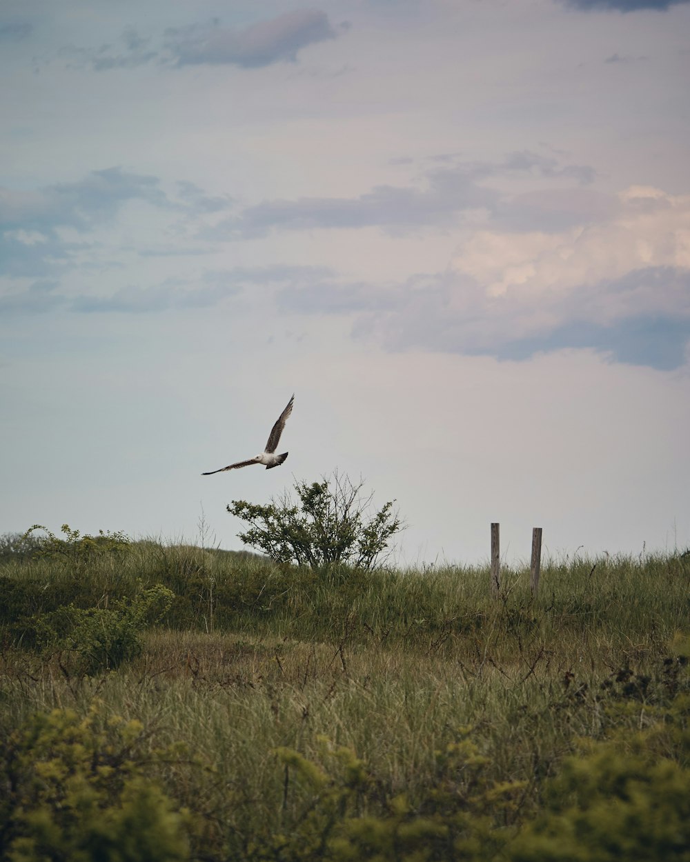 white bird on mid air