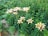 A cluster of pale yellow lilies with burgundy speckles is surrounded by lush green foliage. The flowers have long, narrow leaves and are growing in a well-maintained garden setting with other greenery and small stone path elements visible.