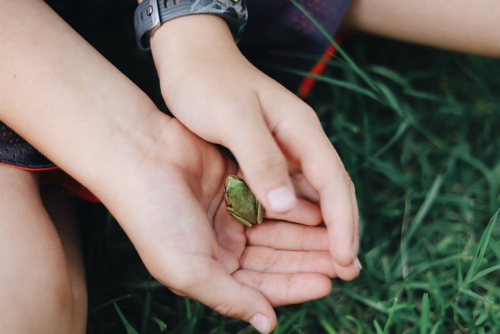 person holding tree frog