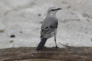 Polo Grulla