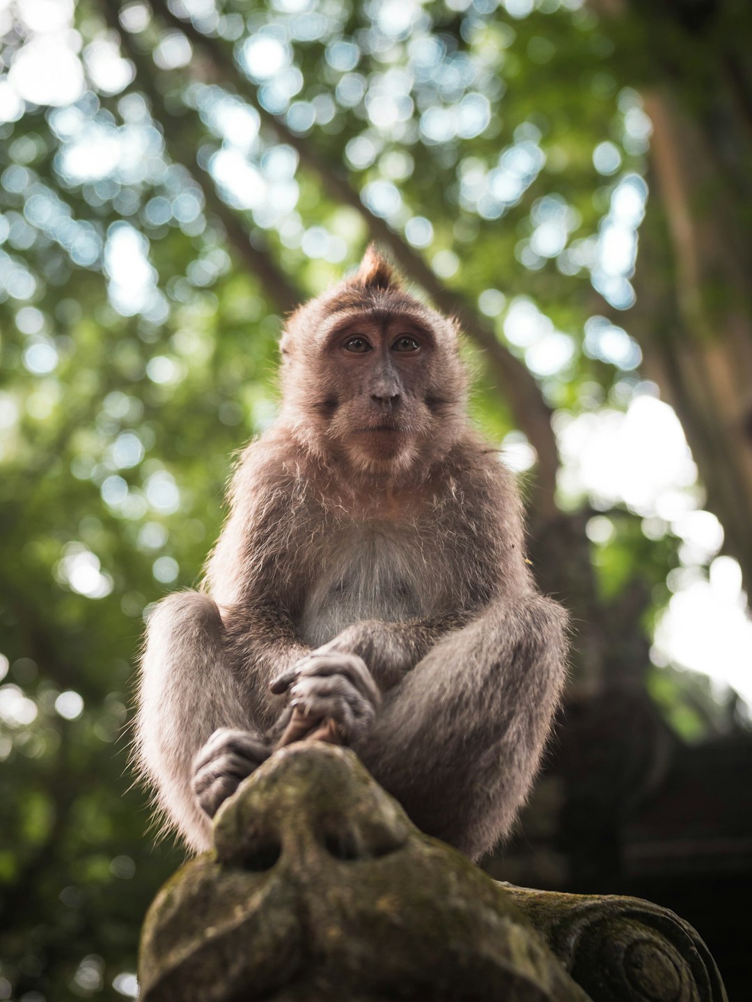 selective focus photo of monkey on tree