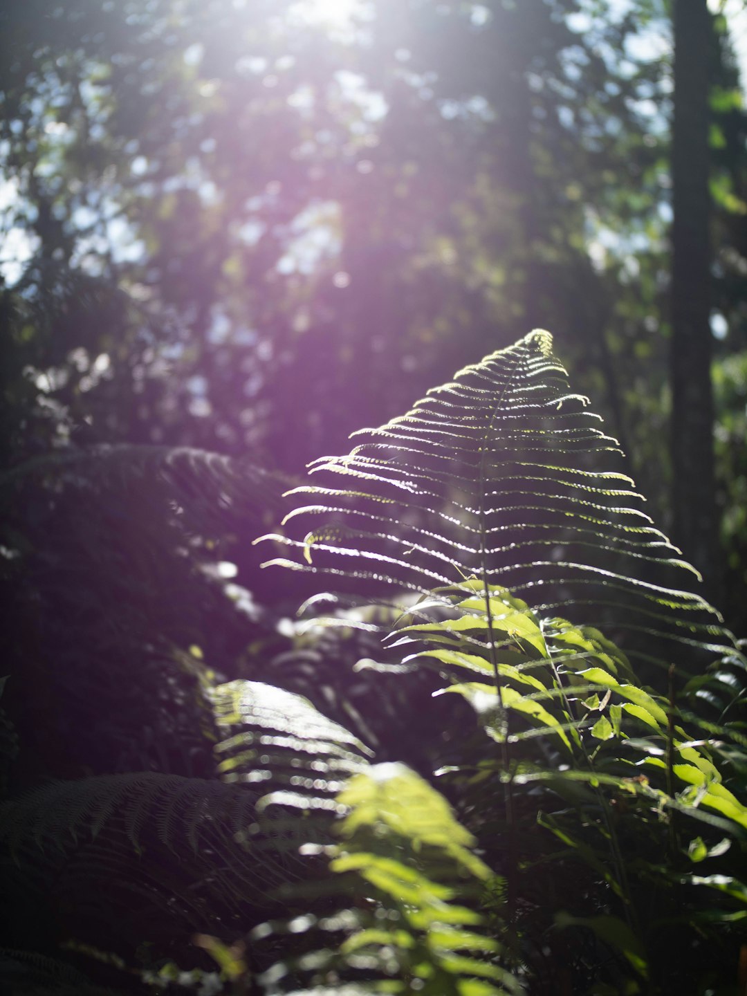 green fern plants under green trees