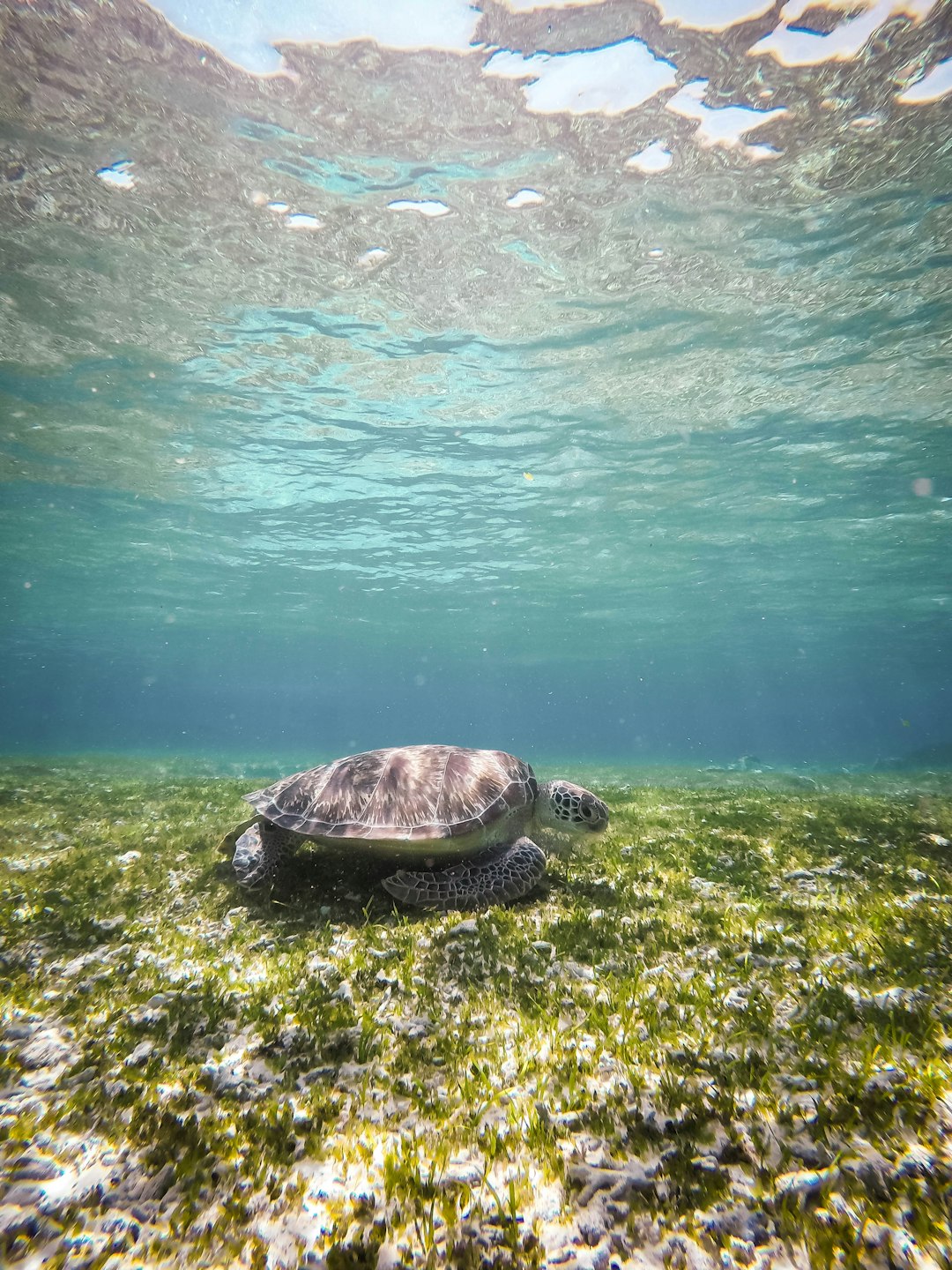 black turtle at water