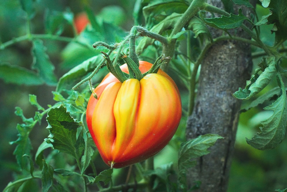 view of Acorn squash