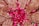 Multiple hands with intricate henna designs are arranged in a circular pattern over a bed of vibrant pink rose petals. The hands feature various traditional motifs, with most nails painted in shades of pink.