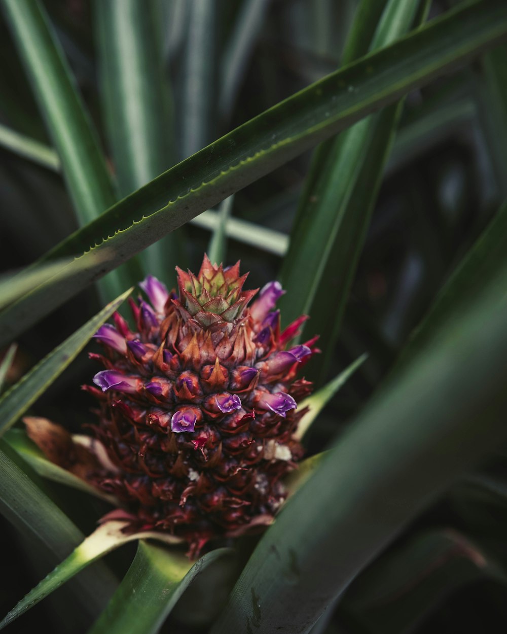 shallow focus photo of purple and red fruit