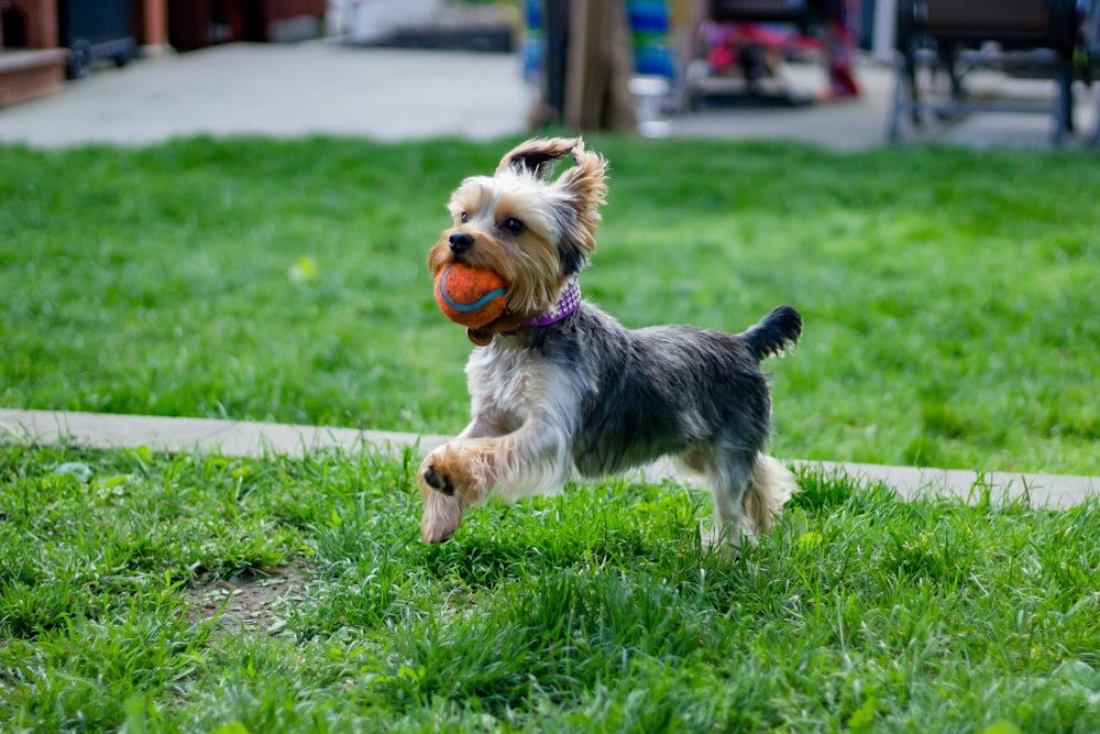 adult black and tan Yorkshire terrier fetching ball