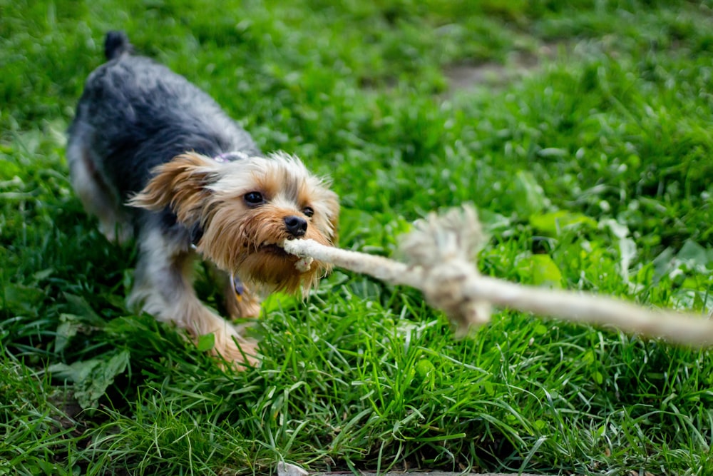 Morkie puppy pulling the rope