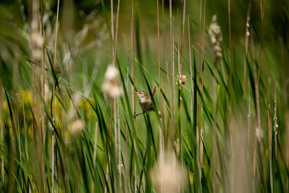 bird perched on plant