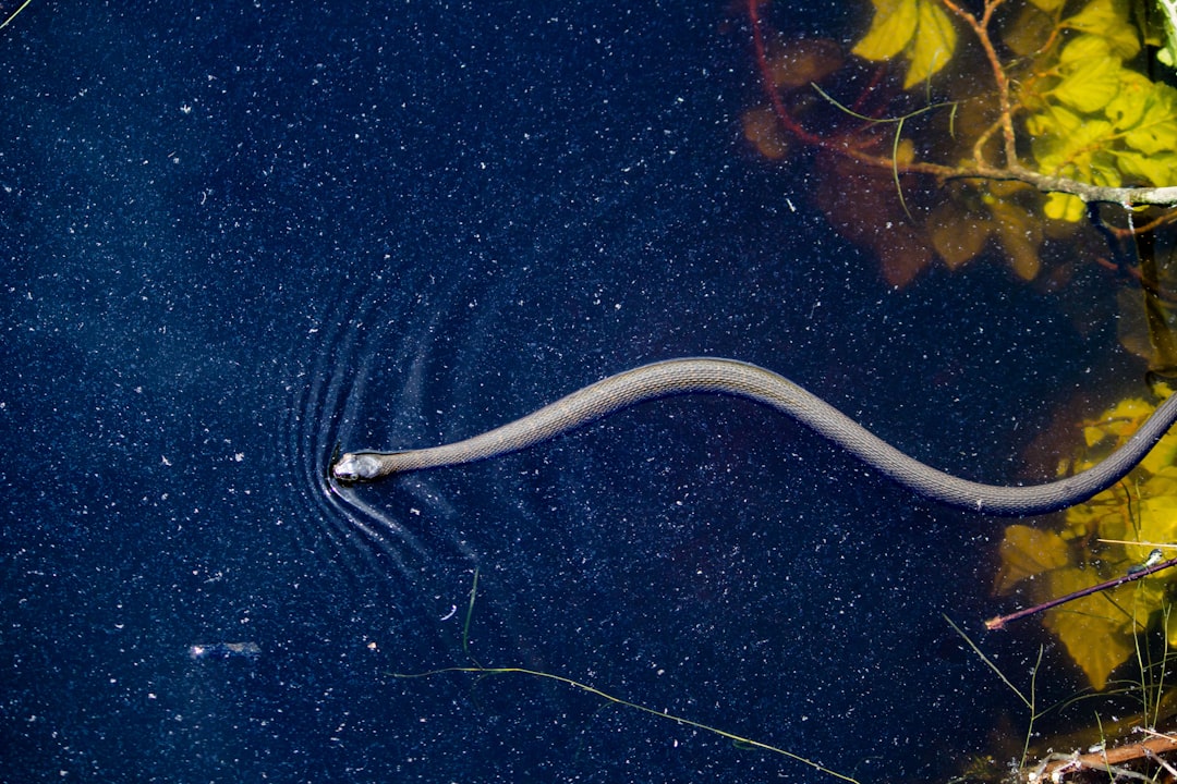 black snake in body of water