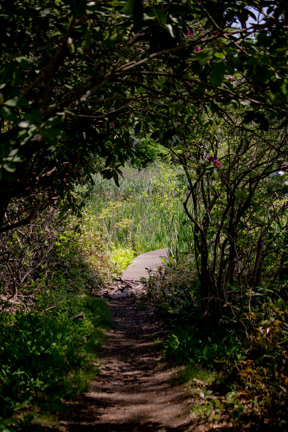 pathway in between shrubs