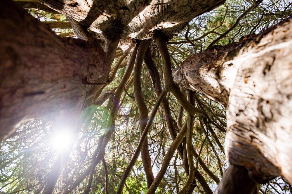 the sun shines through the branches of a tree