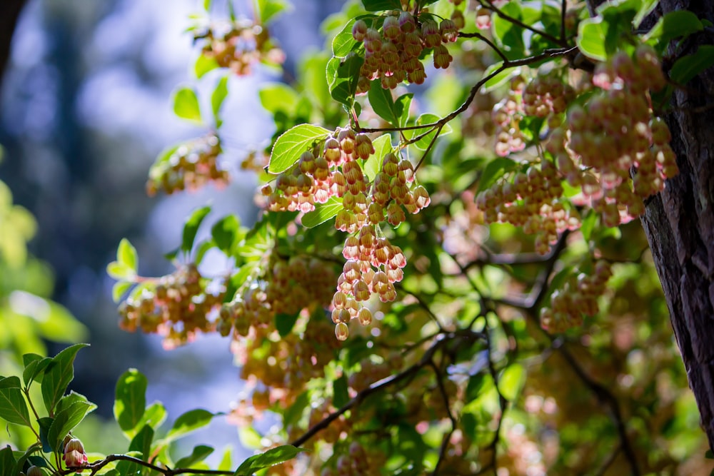 pink flowers in bloom