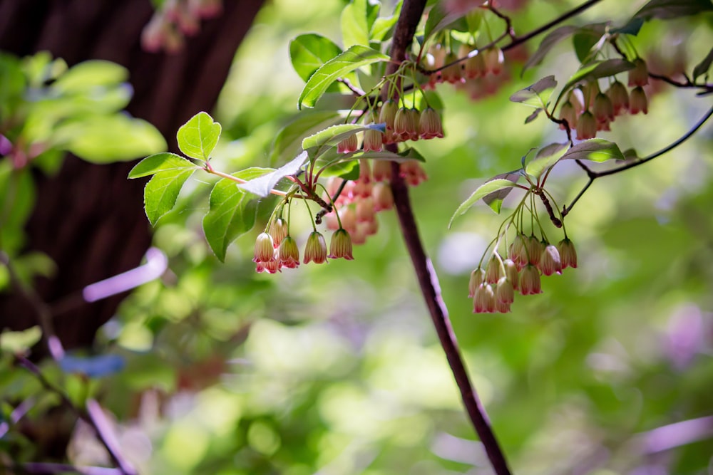 pink flowers in bloom