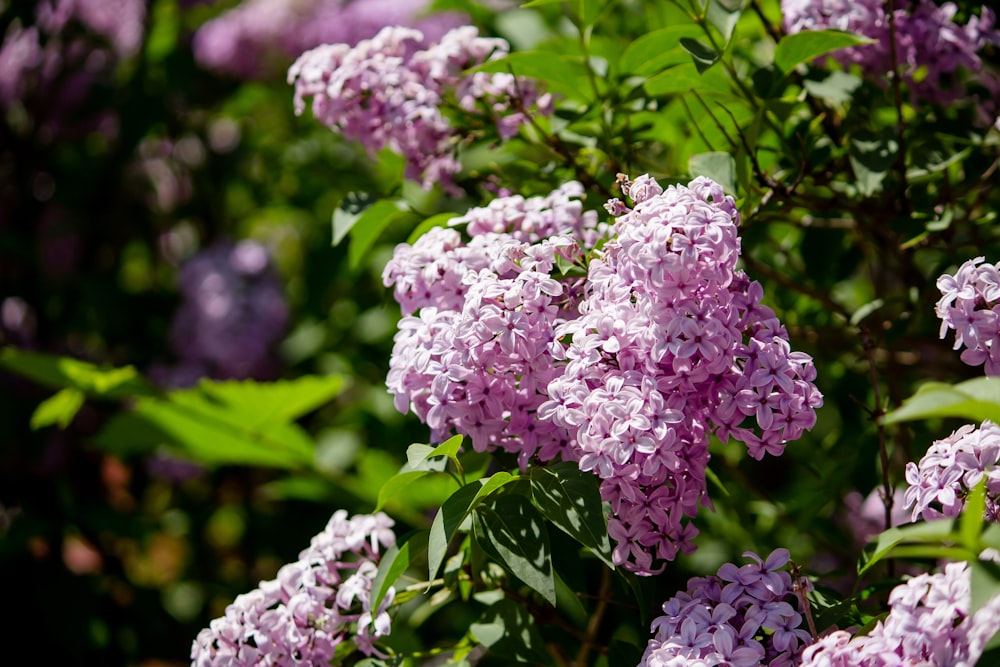 pink hydrangeas flowers in selective focus photography