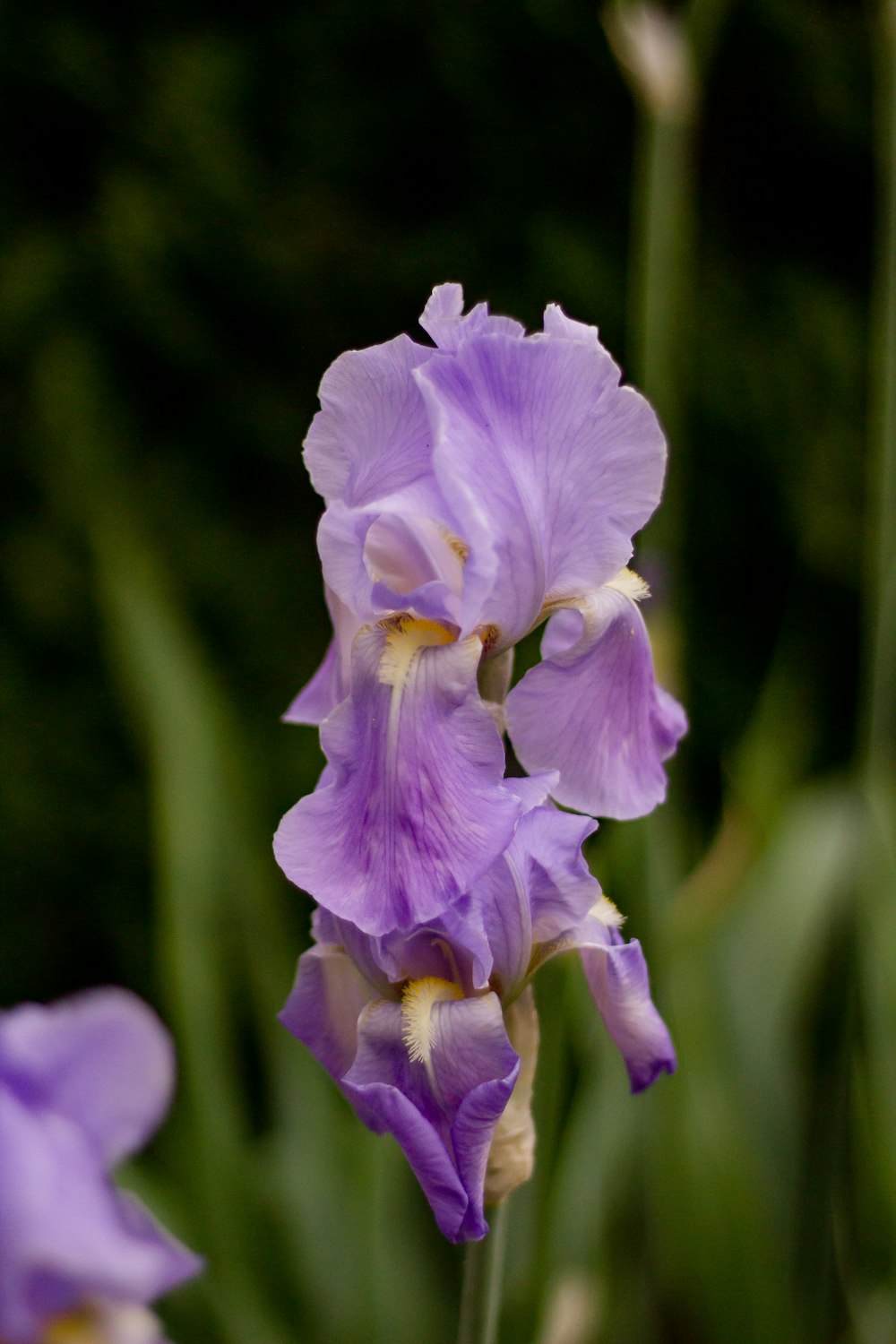 vue rapprochée de la racine d’iris pourpre